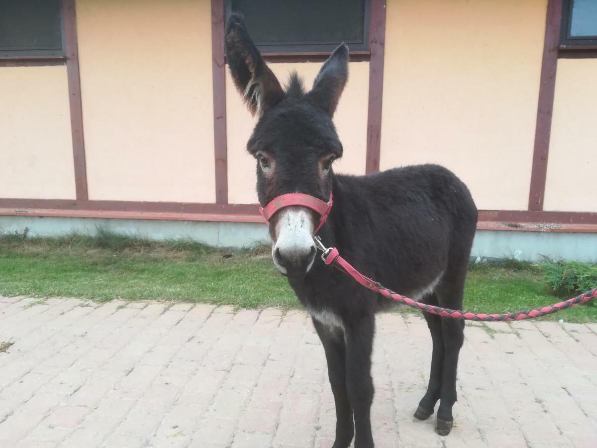 Pensjonat Przy Stajni Kierzkowo  Exterior foto